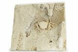 Fossil Crab (Potamon) Preserved in Travertine - Turkey #230625-2